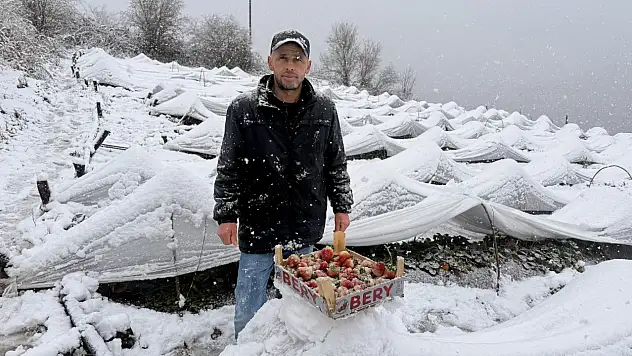 Kar Yağarken Çilek Topladılar