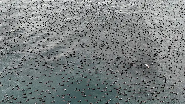 Karabatakların 'Damatlık' zamanı
