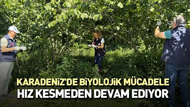 Karadeniz'de biyolojik mücadele hız kesmeden devam ediyor