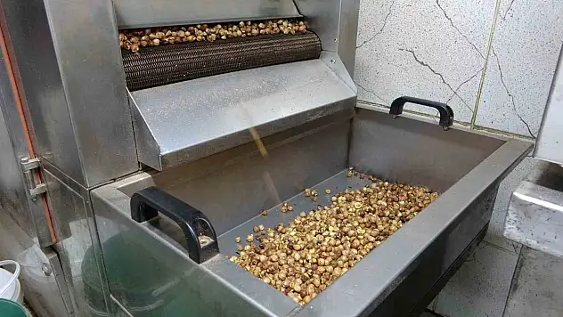 Karadeniz'de fındık hasadı tamamlandı