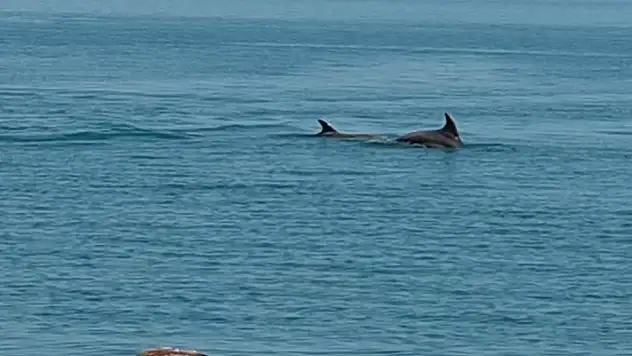 Karadeniz'de yunus güzelliği
