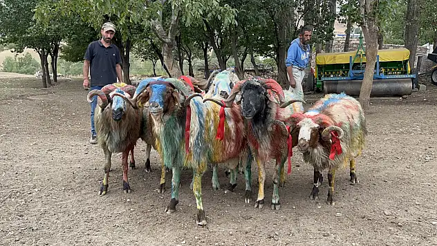 Kars'ta Asırlık Koç Katımı Geleneği Coşkuyla Sürdü
