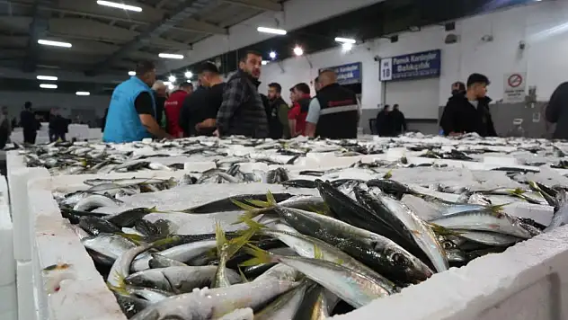 Kasalar dolusu balıklar kapışıldı