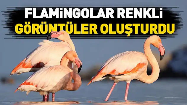Kastamonu'da Ezine Çayı'na Gelen Flamingolar Renkli Görüntüler Oluşturdu