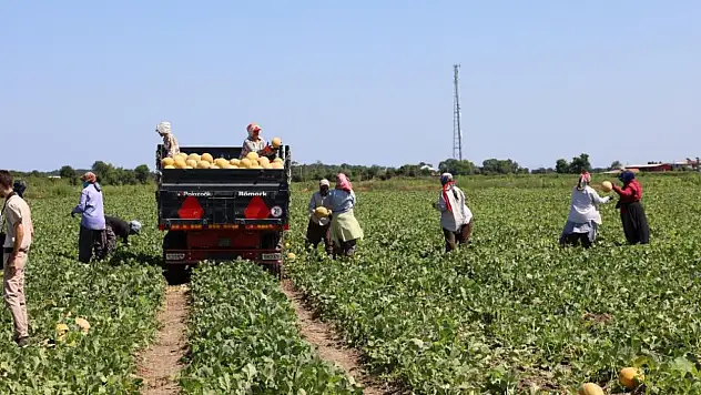 Kavun ve Karpuz Üreticisi Zor Durumda