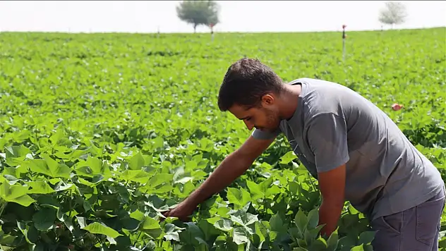 Kavurucu sıcaklar pamuğa yaradı