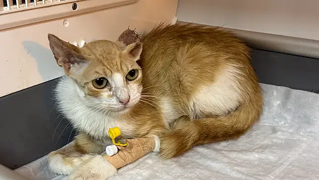 Kediye kulak kıkırdağıyla yaşam umudu