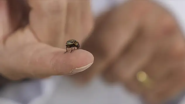 Kene popülasyonu artıyor