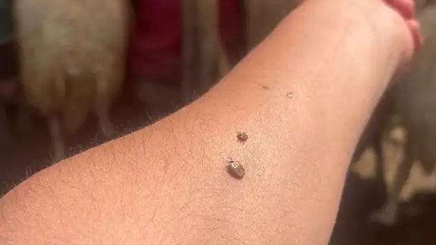 Kene temasına karşı dikkatli olun!