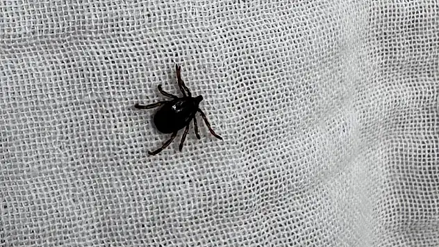 Keneye karşı doğru bilinen yanlış uygulamalara aman dikkat