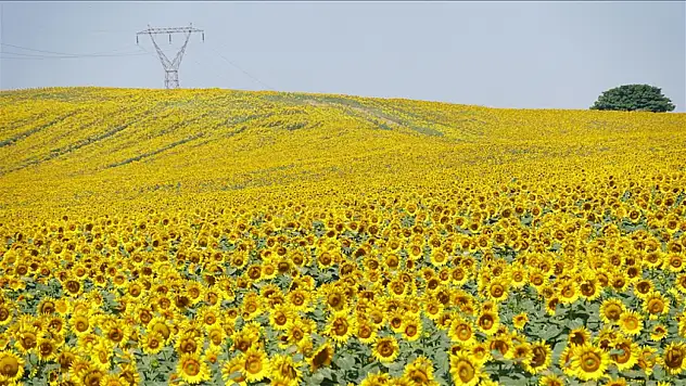 Kentin turizmine katkı sağlıyor