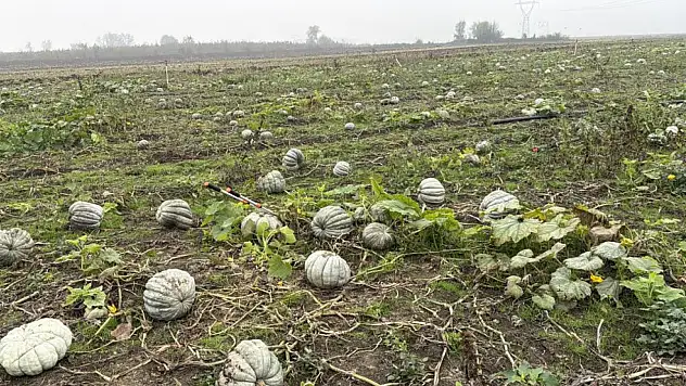 Kestane kabağı hasadından 10 bin ton rekolte bekleniyor