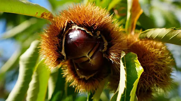 Kestanede hasat zamanı