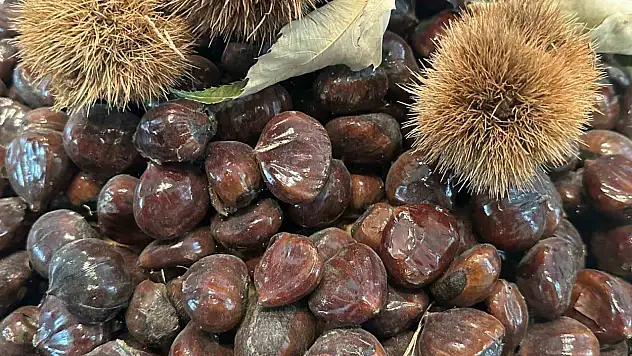 Kestanenin geleceği konuşuldu