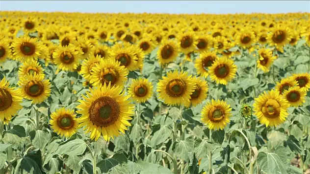 Kırklareli'nde ayçiçekleri görsel şölen sunuyor
