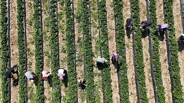 Kırmızı elmas hasadı başladı