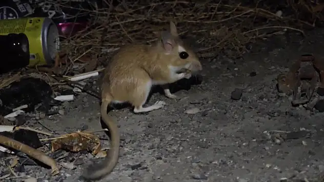 Kırmızı Listedeki Canlı Erzurum'da Ortaya Çıktı