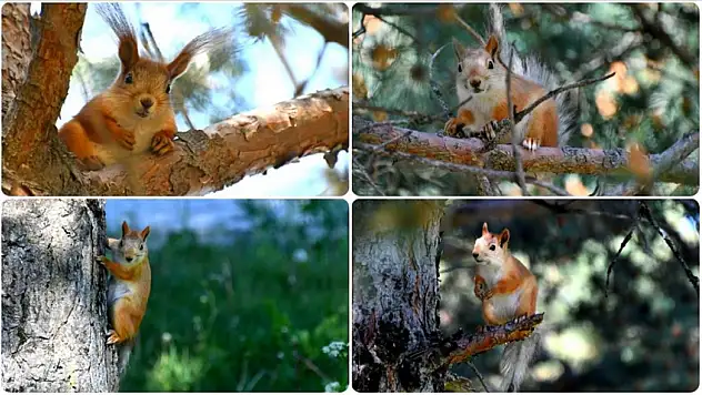 Kızıl sincaplar millet bahçesini şenlendirdi