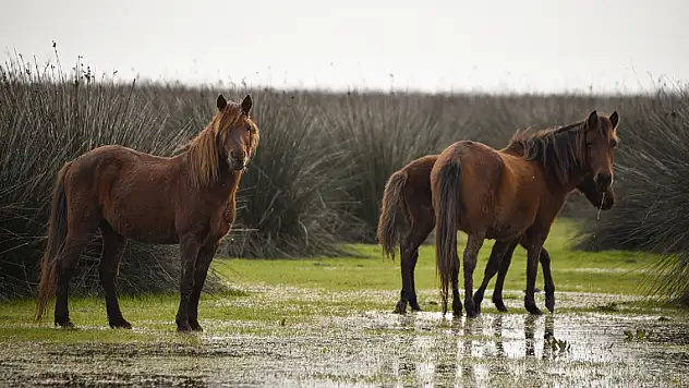 Kızılırmak Kuş Cenneti misafirlerini güzelliği ile ağırlamaya devam ediyor