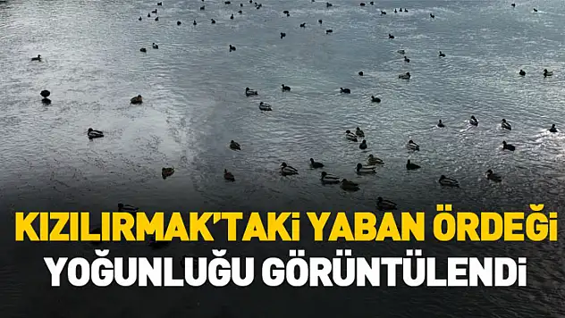 Kızılırmak'taki yaban ördeği yoğunluğu dronla görüntülendi