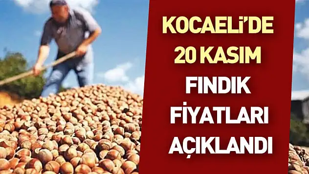 Kocaeli'de 20 Kasım Fındık Fiyatları Açıklandı: İlçelerde Alımlar Hızlandı