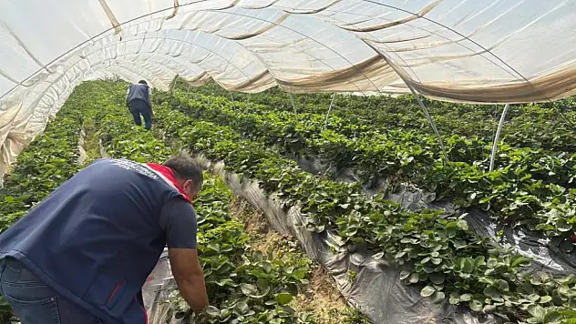 Kocaeli'de pestisit denetimi gerçekleştiriliyor