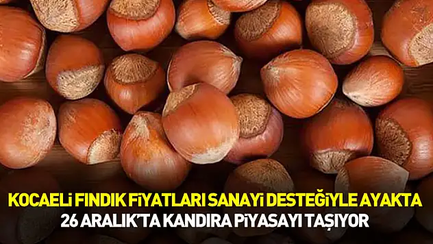 Kocaeli Fındık Fiyatları Sanayi Desteğiyle Ayakta | 26 Aralık'ta Kandıra Piyasayı Taşıyor