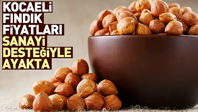 Kocaeli Fındık Fiyatları Sanayi Desteğiyle Ayakta | 27 Aralık'ta Kandıra Öne Çıkıyor
