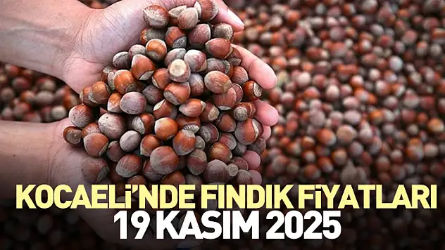 Kocaeli'nde Fındık Fiyatları | 19 Kasım 2025