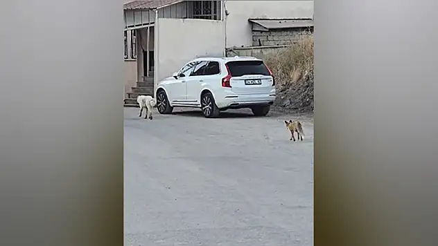 Köpeğin peşine takılan tilki kamerada