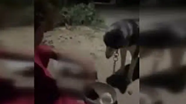 Köpeğine alkol içirdi