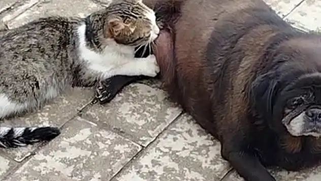 köpek kediyi sokak ortasında emzirdi