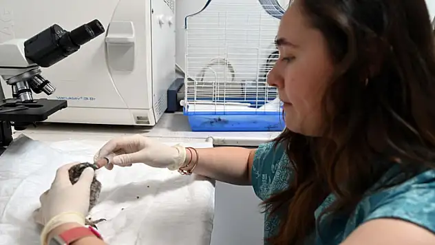 Koruma altına alınan yavru baykuşu kendi elleriyle besliyor