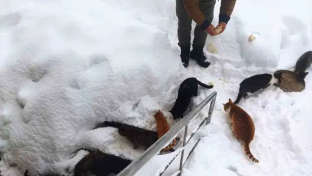 Köy İmamının çağrısına kediler karda dizilerek geldi