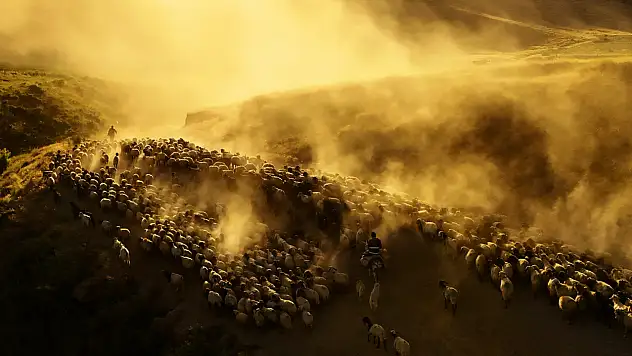 Koyun sürülerinin günde 15 kilometrelik tozlu yolculuğu