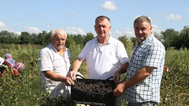 Küçük taneli büyük şifa 'Aronya'