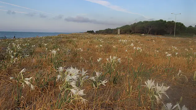 Kum zambakları sahili beyaza bürüdü