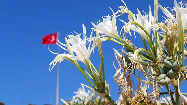 'Kum zambakları yok olma tehlikesiyle karşı karşıya'