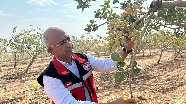 Kuraklık ve Sıcaklık Siirt Fıstığını Tehdit Ediyor