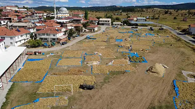 Kuru fasulyede hasatı başladı