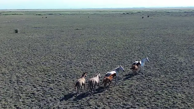 Kuş Cenneti'nde Atların Dansı