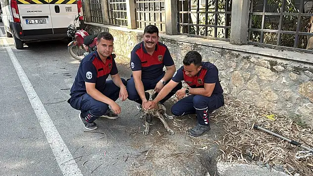 Kuyuya düşen köpek itfaiyeler tarafından kurtarıldı