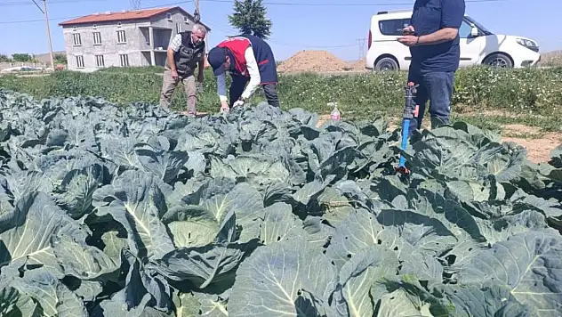 Lahana üretiyorsanız bu haber sizi ilgilendiriyor