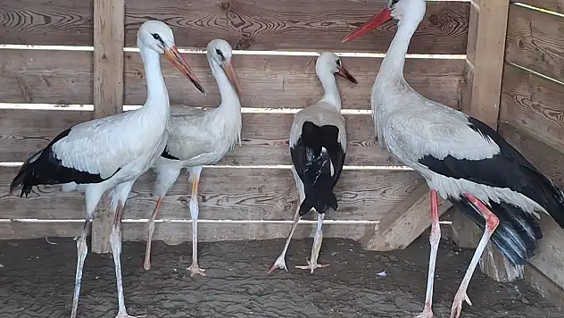 Leylek Köyü'nde Yaralı Leylekler Tedavi Ediliyor