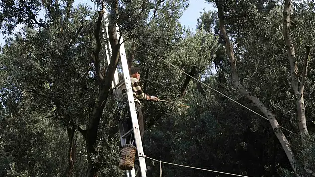 Lezzet ödüllü Butko zeytininin hasadı başladı