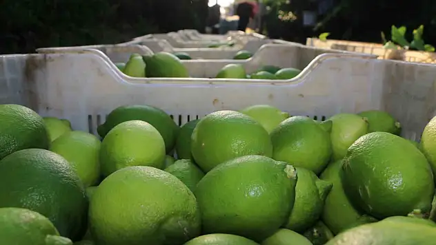 Limon hasadı başldı