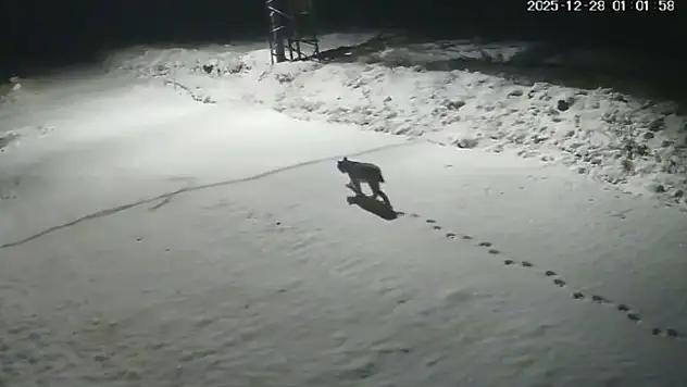 Malatya'da 'vaşak görüntülendi