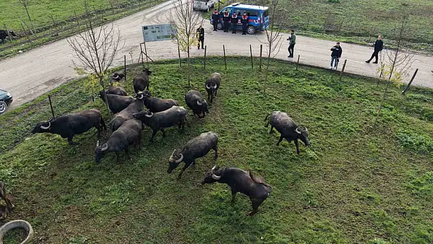 Manda yetiştiriciliğine güçlü destek