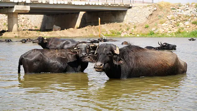 Mandalara şap hastalığına karşı suda çözüm