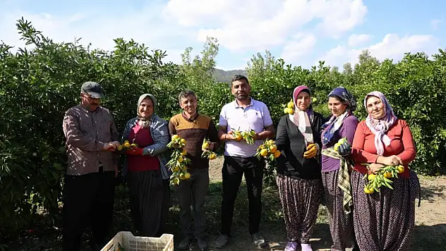 Mandalina bahçede 8 TL'ye kadar düştü
